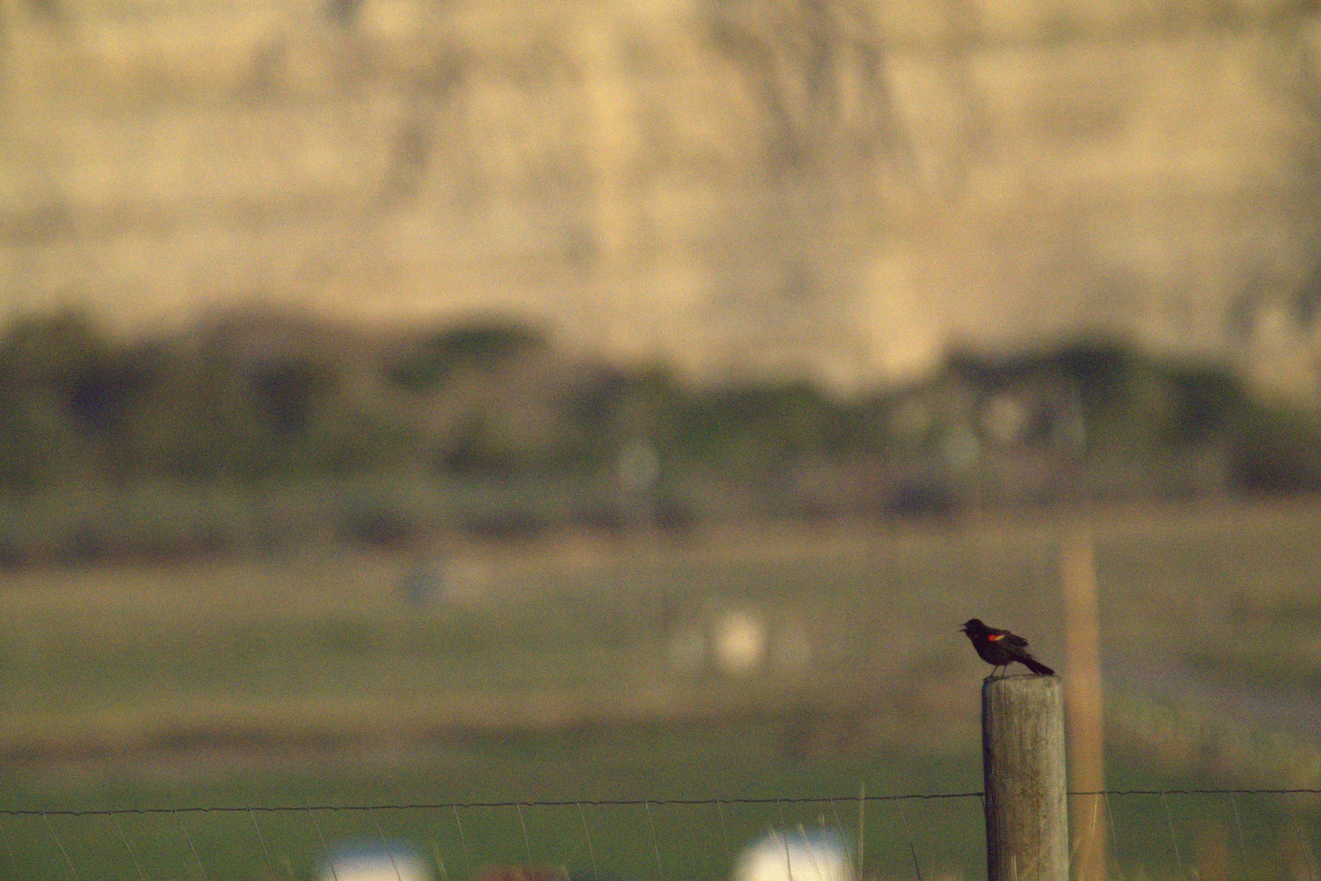 Redwing Blackbird singing at Buffalo Jump Ranch